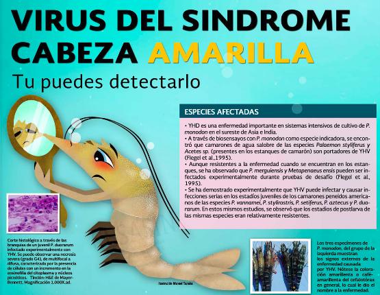 Seafood Media Group - Noticias - China cierra temporalmente su mercado